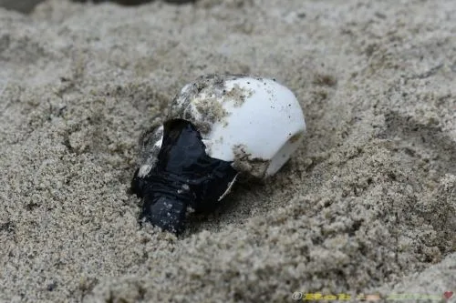 guscio tartaruga marina